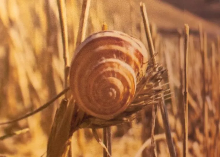 Mathera Boutique Apartament